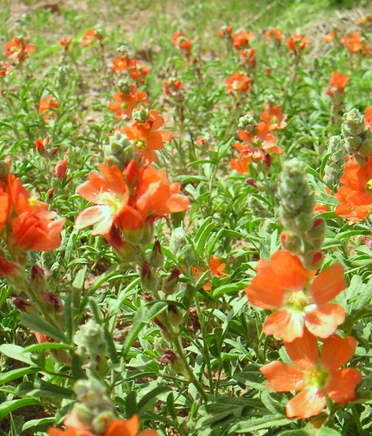 Spharalcea coccinea, Cowboy's Delight, Wyoming native plant